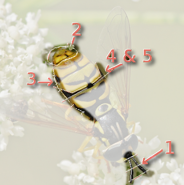 Chrysotoxum_verralli