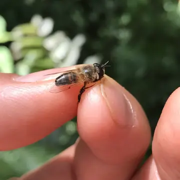 Afrosyrphus varipes Curran, 1927:50