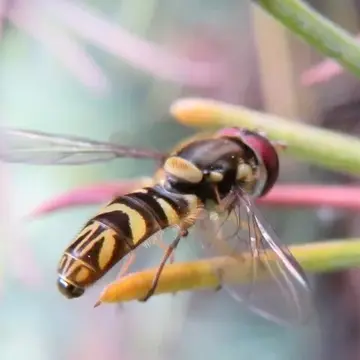 Allograpta neotropica Curran, 1936:14