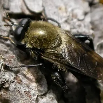 Crioprora cyanogaster Loew, 1872:83