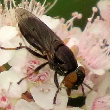 Orthonevra pictipennis (Loew, 1863):306
