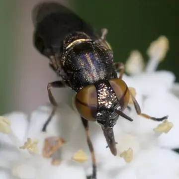 Orthonevra pulchella (Williston, 1887):35