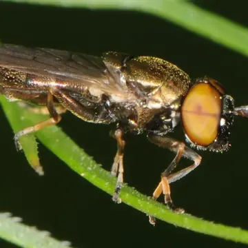 Orthonevra pulchella (Williston, 1887):35