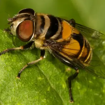 Palpada agrorum (Fabricius, 1787):335