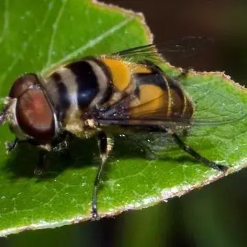 Palpada agrorum (Fabricius, 1787):335