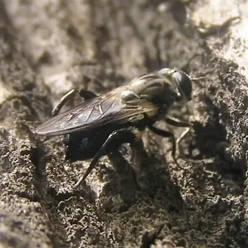 Brachypalpus (Crioprora) femoratus (Williston, 1882):329