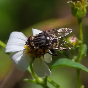 Palpada furcata (Wiedemann, 1819):51