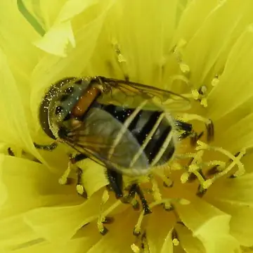 Palpada texana (Hull, 1925):28