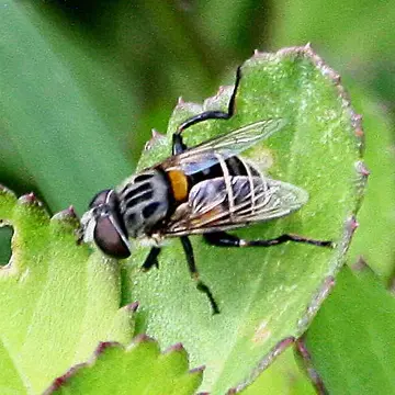Palpada texana (Hull, 1925):28