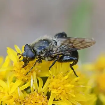 Brachypalpus (Crioprora) femoratus (Williston, 1882):329