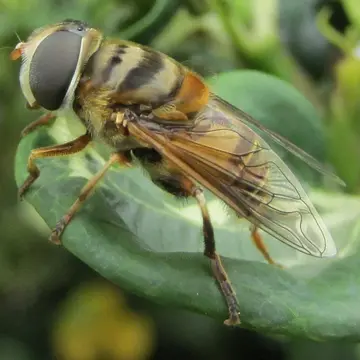 Palpada vinetorum (Fabricius, 1799):48
