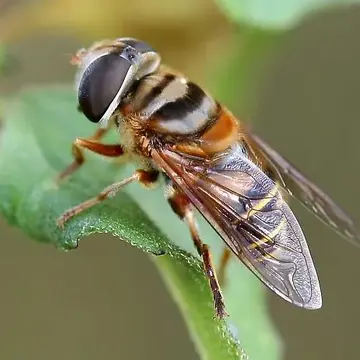 Palpada vinetorum (Fabricius, 1799):48