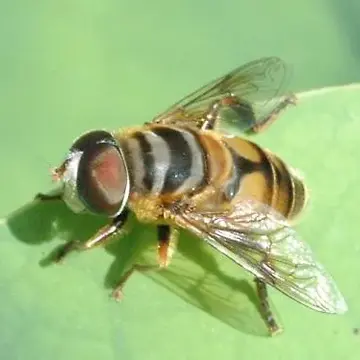 Palpada vinetorum (Fabricius, 1799):48