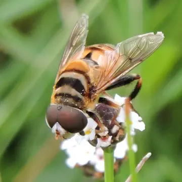 Palpada vinetorum (Fabricius, 1799):48