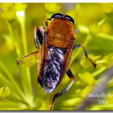 Palumbia bellierii (Bigot, 1860):776