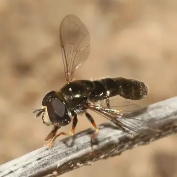 Paragus (Pandasyopthalmus) ascoensis Goeldlin & Lucas, 1981:389
