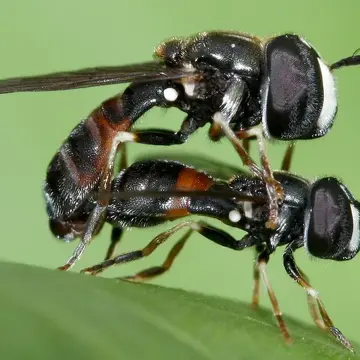 Paragus sexarcuatus Bigot, 1862:113