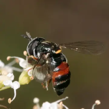 Paragus sexarcuatus Bigot, 1862:113