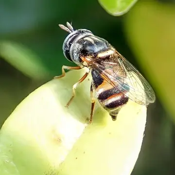 Paragus (Serratoparagus) crenulatus Thomson, 1869:503