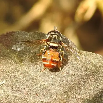 Paragus (Serratoparagus) crenulatus Thomson, 1869:503