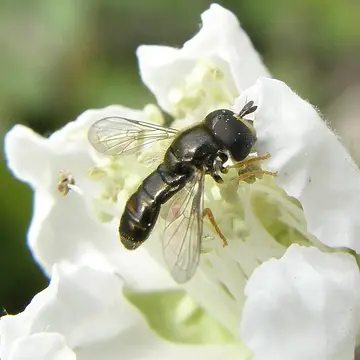 Paragus (Pandasyopthalmus) haemorrhous Meigen, 1822:182