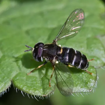 Paragus pecchiolii Rondani, 1857:192