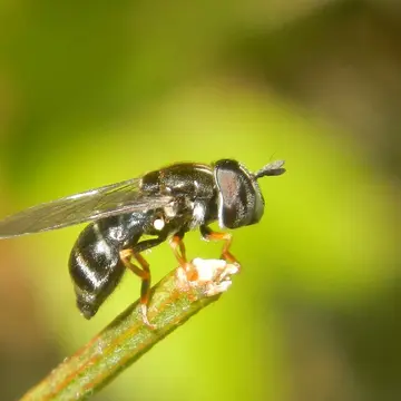 Paragus pecchiolii Rondani, 1857:192