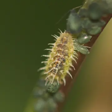 Paragus pecchiolii Rondani, 1857:192