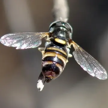 Paragus quadrifasciatus Say, 1824:377