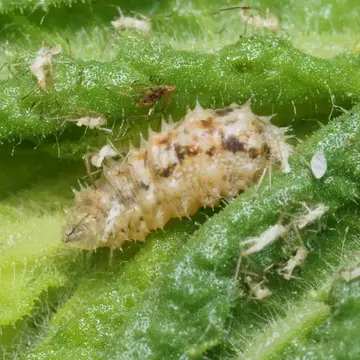 Paragus quadrifasciatus Say, 1824:377