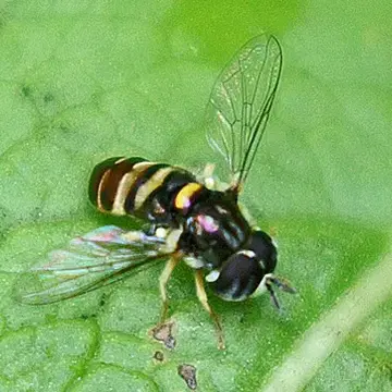 Paragus quadrifasciatus Say, 1824:377