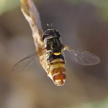 Paragus quadrifasciatus Say, 1824:377