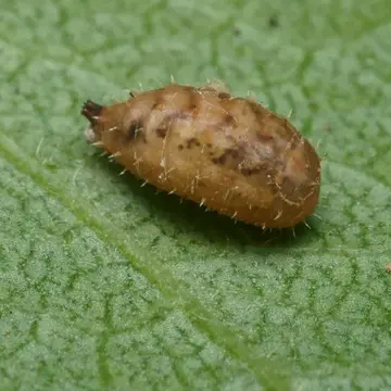 Paragus quadrifasciatus Say, 1824:377