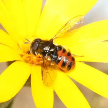 Paragus strigatus Meigen, 1822:180