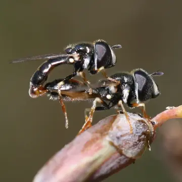 Paragus punctulatus Zetterstedt, 1838:1