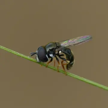 Paragus punctulatus Zetterstedt, 1838:1