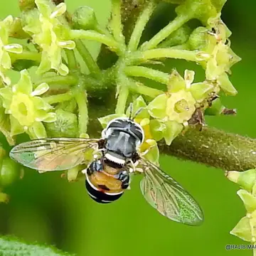 Paragus (Serratoparagus) yerburiensis Stuckenberg, 1954:415