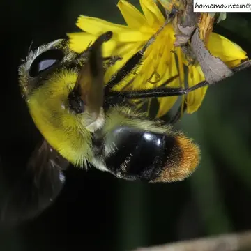 Pararctophila oberthuri Hervé-Bazin, 1914:153