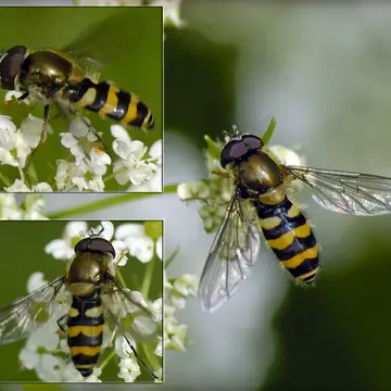 Parasyrphus annulatus (Zetterstedt, 1838):604