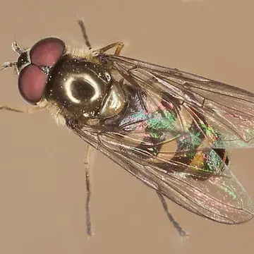 Parasyrphus currani (Fluke, 1935):29