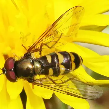 Parasyrphus genualis (Williston, 1887):86