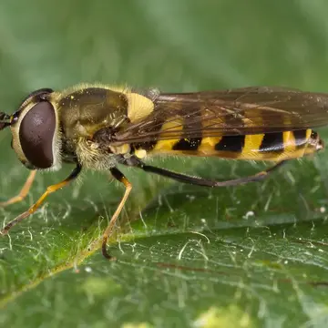 Parasyrphus lineolus (Zetterstedt, 1843):714