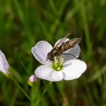 Parasyrphus lineolus (Zetterstedt, 1843):714