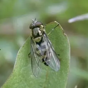 Parasyrphus macularis (Zetterstedt, 1843):730