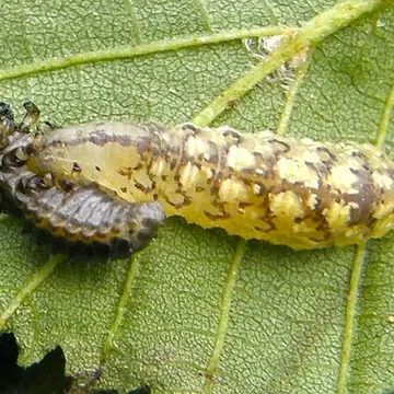 Parasyrphus nigritarsis (Zetterstedt, 1843):710