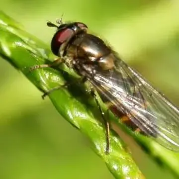 Parasyrphus punctulatus (Verrall, 1873):254