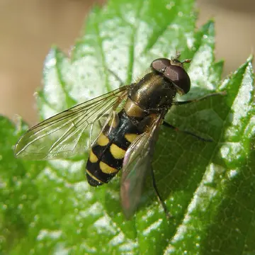 Parasyrphus punctulatus (Verrall, 1873):254