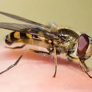 Parasyrphus tarsatus (Zetterstedt, 1838):601