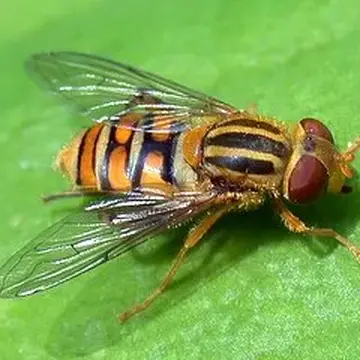 Parhelophilus kurentzovi Violovich, 1960:207