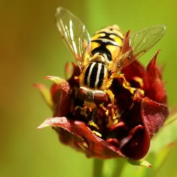 Parhelophilus consimilis (Malm, 1860):80